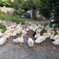 اردک دورگه گوشتی و تخمگذار 45 روزه