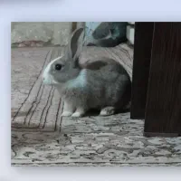 خرگوش بازی گوش