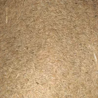 فروش جو بذری