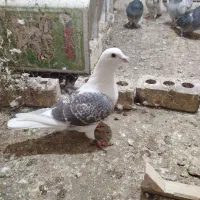 کفتر|پرنده|تربت‌حیدریه, شهرک ولیعصر|دیوار