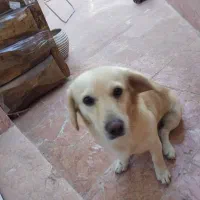 واگذاری سگ پاکوتاه