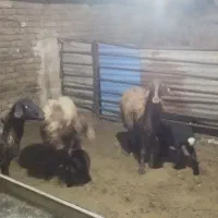 میش بره هترو