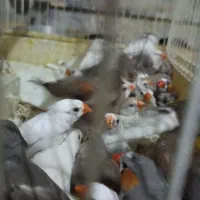 ۵۰ جفت فنچ بالغ جفت ۱۹۰