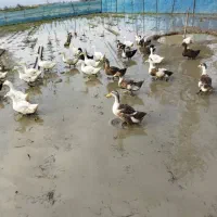 فروش اردک گوشتی(پکنی)