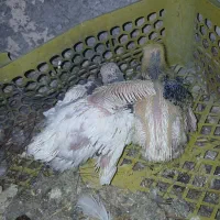 جوجه طوقی مناسب دستی . پلاکی