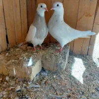 کبوتر طوقی|پرنده|رودشت (اصفهان), |دیوار