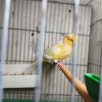 قناری مزایکی قرمز و سیلور و عروس هلندی|پرنده|اردبیل, |دیوار