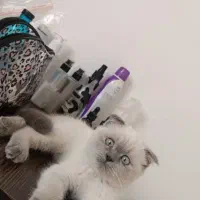 فروش بچه گربه بلو پوینت