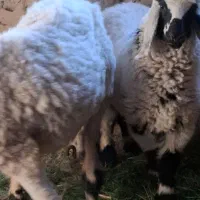 میش جری همراه بره ماده|حیوانات مزرعه|میرجاوه, |دیوار