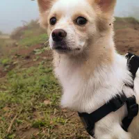 گمشده