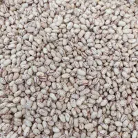 لوبیا چیتی تازه امسال