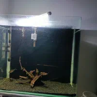 آکواریوم|ماهی|تبریز, |دیوار