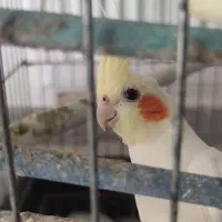 عروس هلندی آلبینو|پرنده|ماسال, |دیوار