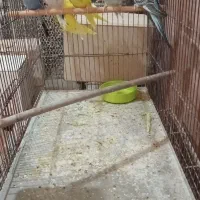 مرغ عشق دونخور یا مغولوف ده عدد|پرنده|قم, قلعه عموحسین|دیوار