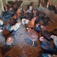 خروس|حیوانات مزرعه|کنگاور, |دیوار