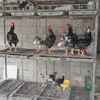 کوشامو لاری منیاتوری