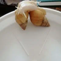 واگذاری  حلزون