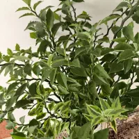 زیبا وشاداب|گل مصنوعی|سقز, |دیوار