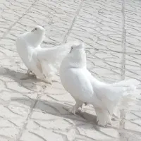 کبوتر(خوش بمن )دم طاووسی کاکلی پرپا نژاداصیل،