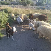 میش زایده|حیوانات مزرعه|میناب, |دیوار