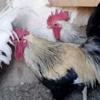 خروس بومی جوان|حیوانات مزرعه|شاهینشهر, گرگاب|دیوار