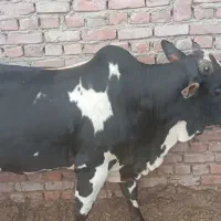 گوساله نر برای قربانی