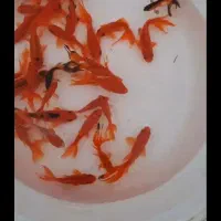 ماهی قرمز حراج عمده|ماهی|قم, علی آباد سعدگان|دیوار