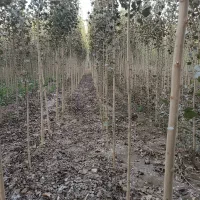 نهال صنوبر آماده برای کاشت حرفه‌ای|خدمات باغبانی و درختکاری|اردبیل, |دیوار