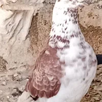 پرشی