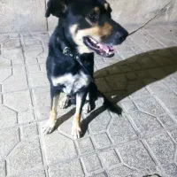سگ دوبرمن|سگ|شیراز, دروازه اصفهان|دیوار