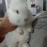 خرگوش|موش و خرگوش|مرند, |دیوار