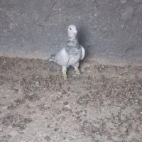 کفتر کبوتر|پرنده|شیروان (خراسان), |دیوار