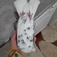 سوسکی دم سفید|پرنده|صائین قلعه, |دیوار