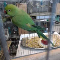 جفت طوطی ملنگو