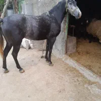 اسب مادیان ۴ساله