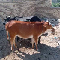 گاوبا گوساله|حیوانات مزرعه|بمانی, |دیوار