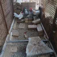 ۲تا خروس جوان سایبری وتضمی به فروش میرسد