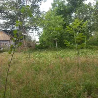 خدمات علف زنی وهرس کاری شاخه های درخت