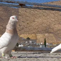 فروش سفید کاکلی|پرنده|شیراز, ارم|دیوار