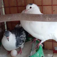 یک جفت کبوتر نر و ماده|پرنده|مشهد, گلبرگ شمالی|دیوار