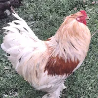 جوجه و مرغ وخروس اصیل برهما