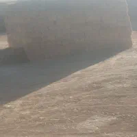 تخم یونجه درجه یک