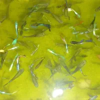 ماهی تزیینی