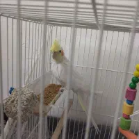 عروس هلندی دستی|پرنده|مشهد, هدایت|دیوار