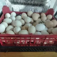 تخم مرغ محلی و خروس