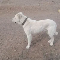 گمشده هرکس نشونی ازش بده مژدگانی دریافت میکنع|سگ|مشکان, |دیوار