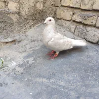 الماسی ماده خط سفید