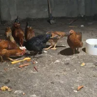 مرغ و خروس