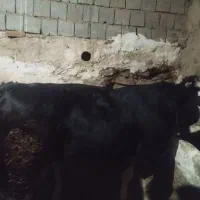 فروش گاو نر|حیوانات مزرعه|سارال, |دیوار