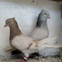 سبز دم سفید،کاغذی دم سفید